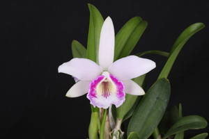 L. dayana Diamond Orchids HCC 79 pts.